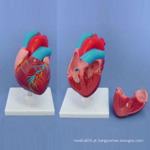 Modelo de demonstração do coração humano anatômico do ensino médico (R120103)